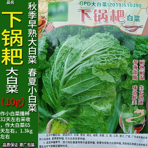 小白菜种仔价格 小白菜种仔图片 星期三