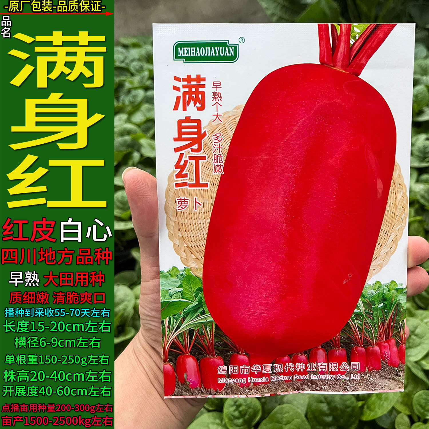 满身红白皮肉白萝卜四季蔬菜种子孑籽别名莱菔水萝卜菜头庭院盆栽