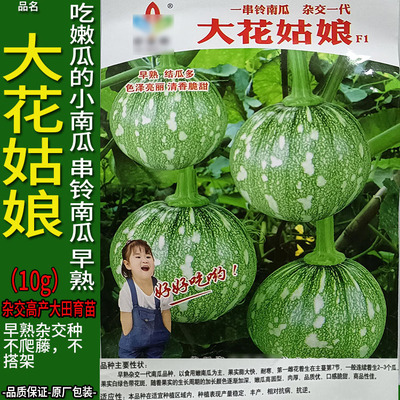 大花姑娘10g小圆南瓜倭瓜番瓜饭瓜种子孑籽高产番北瓜秘蜜本春夏