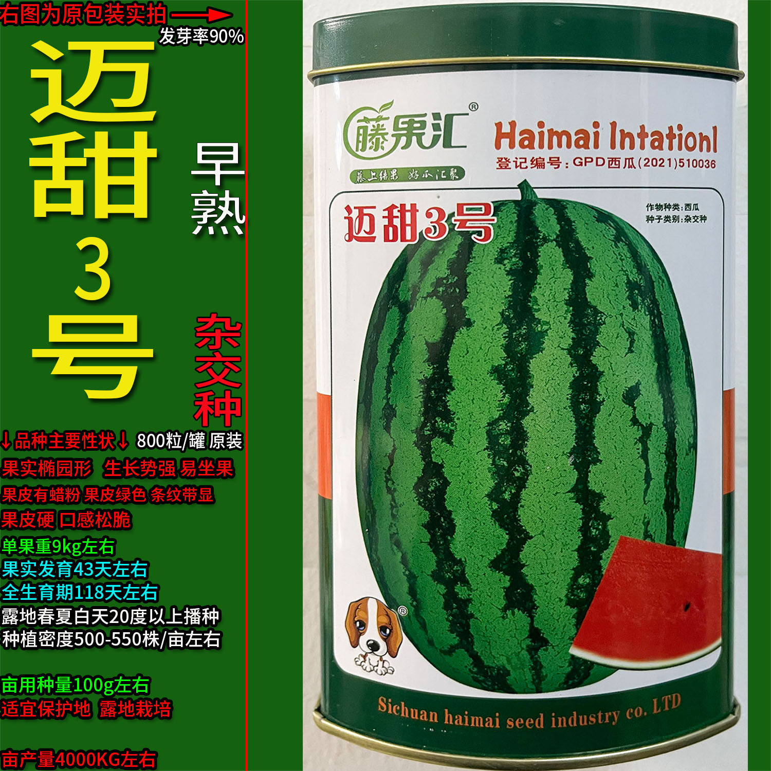 迈甜3号【800粒】罐装西瓜超甜水果种子孑籽椭圆形杂交高产夏瓜寒
