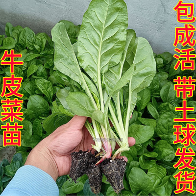 秋冬春季牛皮菜苗幼苗厚皮莙荙菜