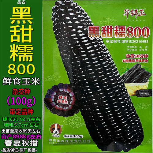 黑甜糯800-100g黑色杂交又甜又糯玉米杂粮种子孑籽高产别名包谷苞