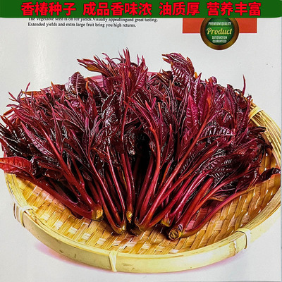 四季香椿芽树种子籽别名毛椿春甜