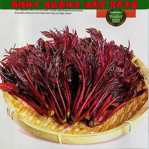 四季香椿芽树种子籽别名毛椿春甜