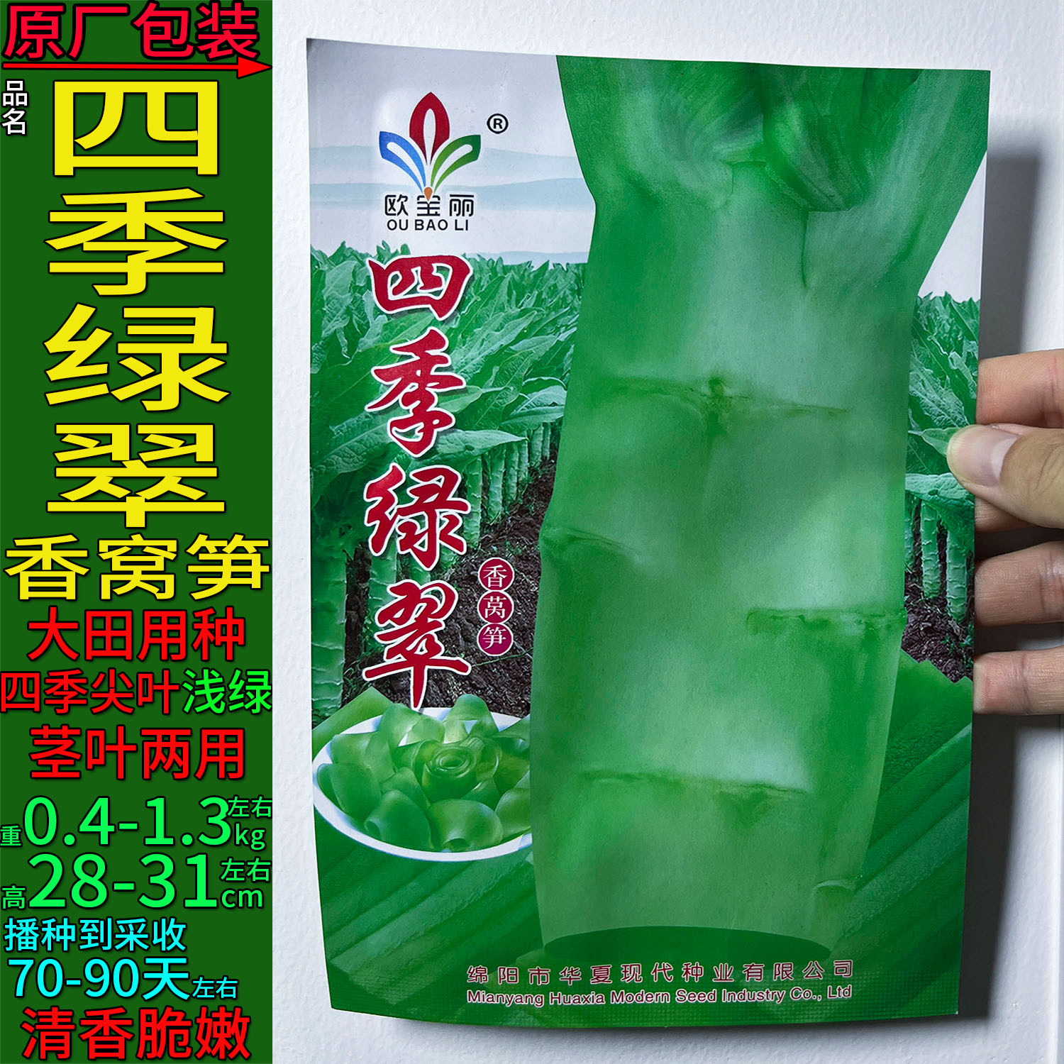 四季绿翠15g莴笋种子孑籽大尖叶