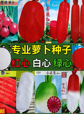 四季红绿青白胡萝卜白心棒细莱菔