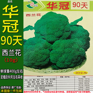 华冠90天10g 西兰花种子孑籽青绿花菜美国洋甘蓝花椰菜宝塔菜大田