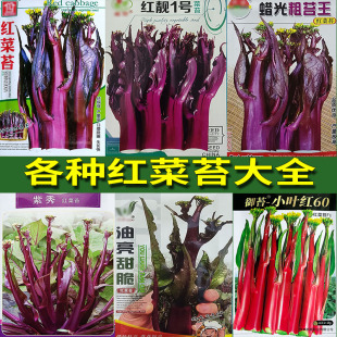 红菜苔大全种子孑籽甜粗甜脆嫩红油菜薹心芯头杂交高产蔬菜秋冬季
