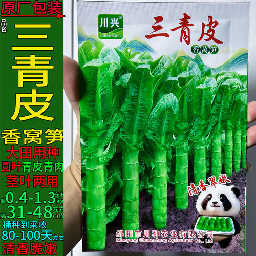 耐寒三青皮香脆青香莴笋蔬菜种子