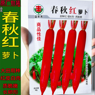 春秋红皮白肉白萝卜蔬菜种子孑籽别名莱菔水萝卜菜头庭院盆大田