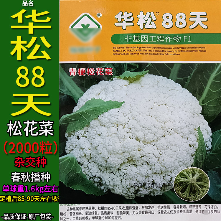 华松88天高产杂交有机松花菜种子