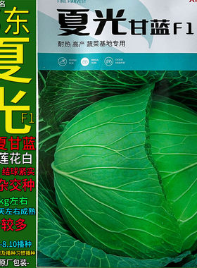 夏光耐热甘蓝莲花白种子夏播扁圆