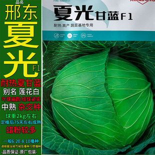 邢东夏光耐热甘蓝莲花白种子籽仔卷心菜洋白菜包椰菜苗春夏秋播种