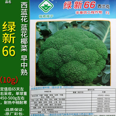 绿新66天10g高产西兰花青绿种子孑籽苗洋甘蓝花椰宝塔菜大田育苗