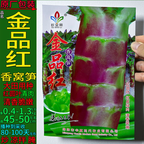 品红15g耐寒莴笋种子孑籽大圆