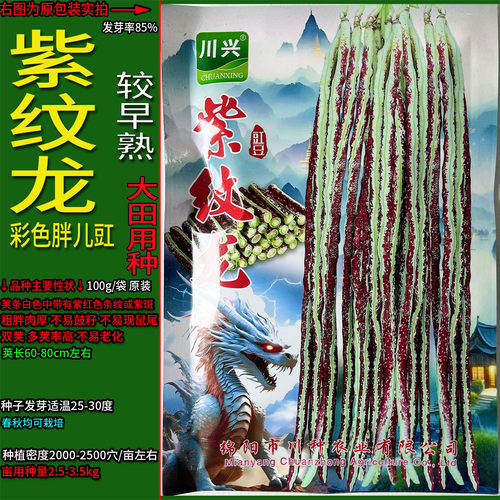 花色长豇豆豆角种子孑籽红白相间