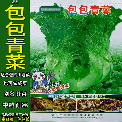 包包青菜芥菜秋冬播种阳台地上