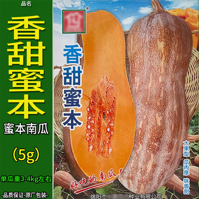 香甜秘蜜本南瓜倭番饭蔬菜种子