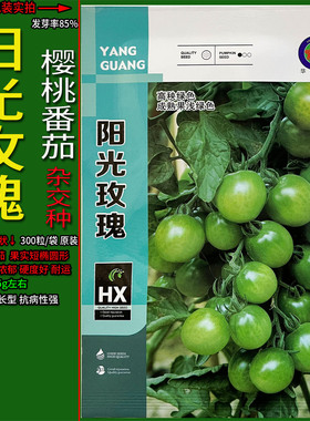阳光玫瑰绿色圣女果水果樱桃小番茄西红柿种子孑籽洋辣椒春夏秋季