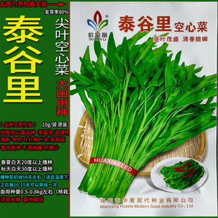 柳叶空心菜火蕹菜蓊蓊藤藤菜通菜种子孑籽阳台庭院盆栽春夏水土培
