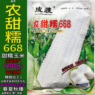 农甜糯668-200g杂交白色又甜又糯玉米种子孑籽高产别名包谷苞米粮