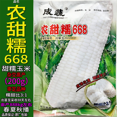 农甜糯668-200g杂交白色又甜又糯玉米种子孑籽高产别名包谷苞米粮