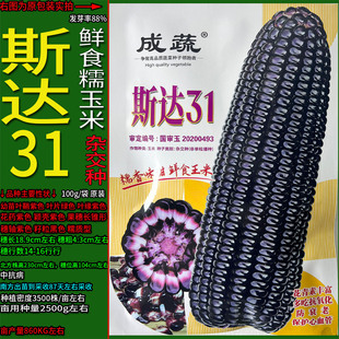 斯达31黑色又甜又糯玉米杂粮种子孑籽杂交高产别名包谷包谷苞米芦