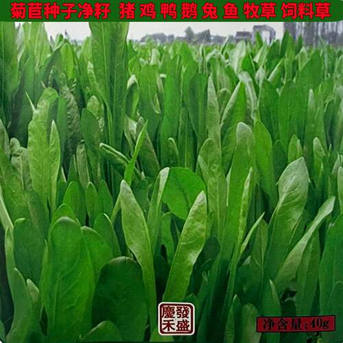 菊苣四季牧草种子羊牛兔鸡鸭鹅猪