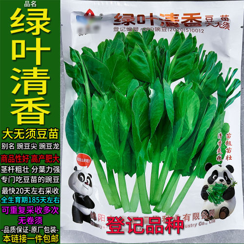 绿叶无须豌豆尖四季秋冬菜种种子