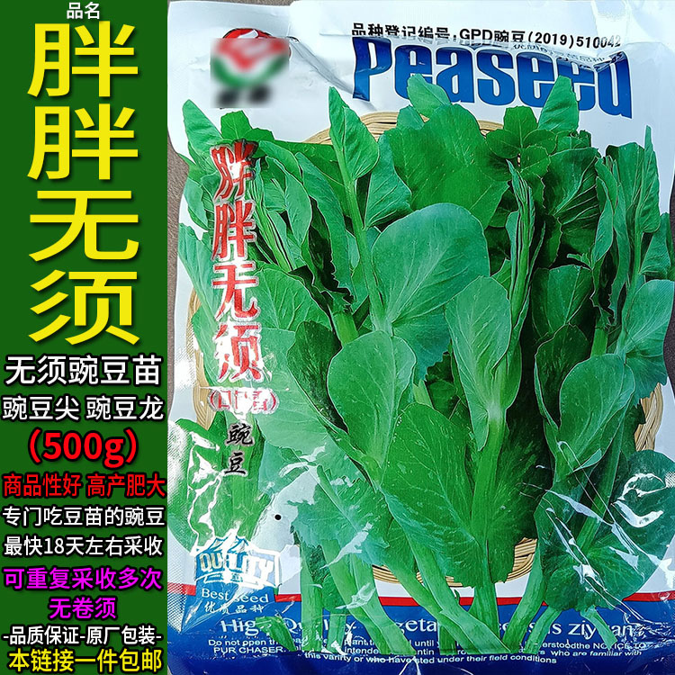 胖胖无须500g豌豆尖苗龙米四季蔬菜种子孑籽芽苗菜吃完豆苗吃豆米