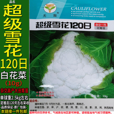 超级雪花120日10g杂交高产紧白花菜种子孑籽蔬菜别名椰花甘蓝大田