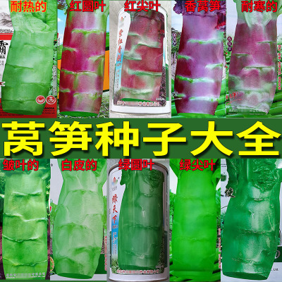 四季香莴笋种子耐热耐寒青绿肉