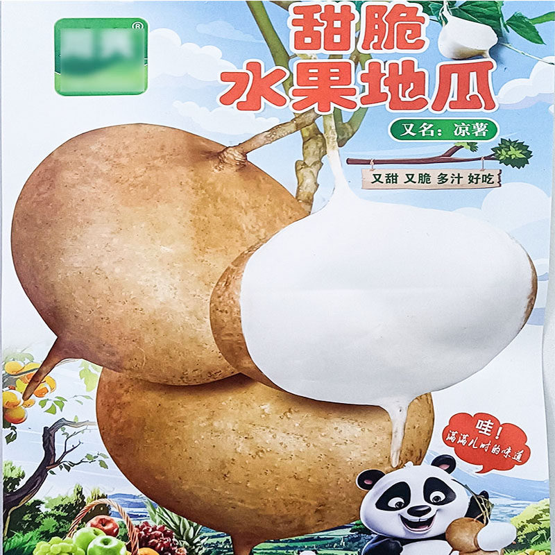 甜脆水果地瓜25g别名凉薯番葛葛薯沙葛蔬菜种子孑籽春夏季庭院盆
