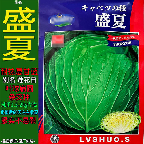 盛夏耐热夏甘蓝莲花白种子莲花白