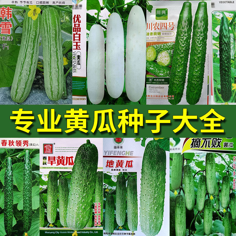 黄瓜大全水果青白绿黄种子孑籽胡刺王勤唐吊意瓜阳台盆栽蔬菜大棚