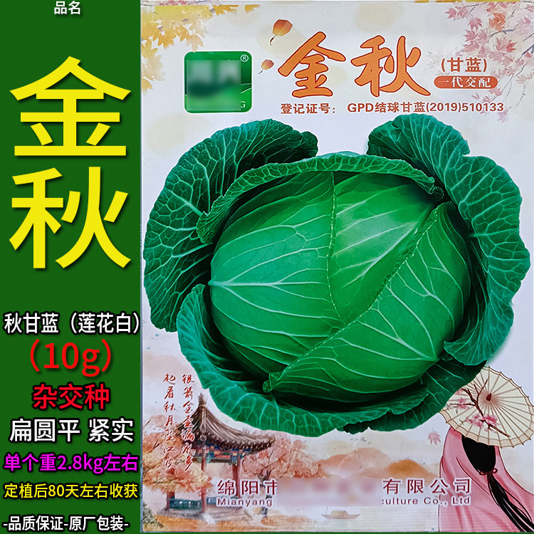 甘蓝扁平 金秋10g莲花白种子孑籽卷心包菜椰洋圆芥蓝白高丽包菜种
