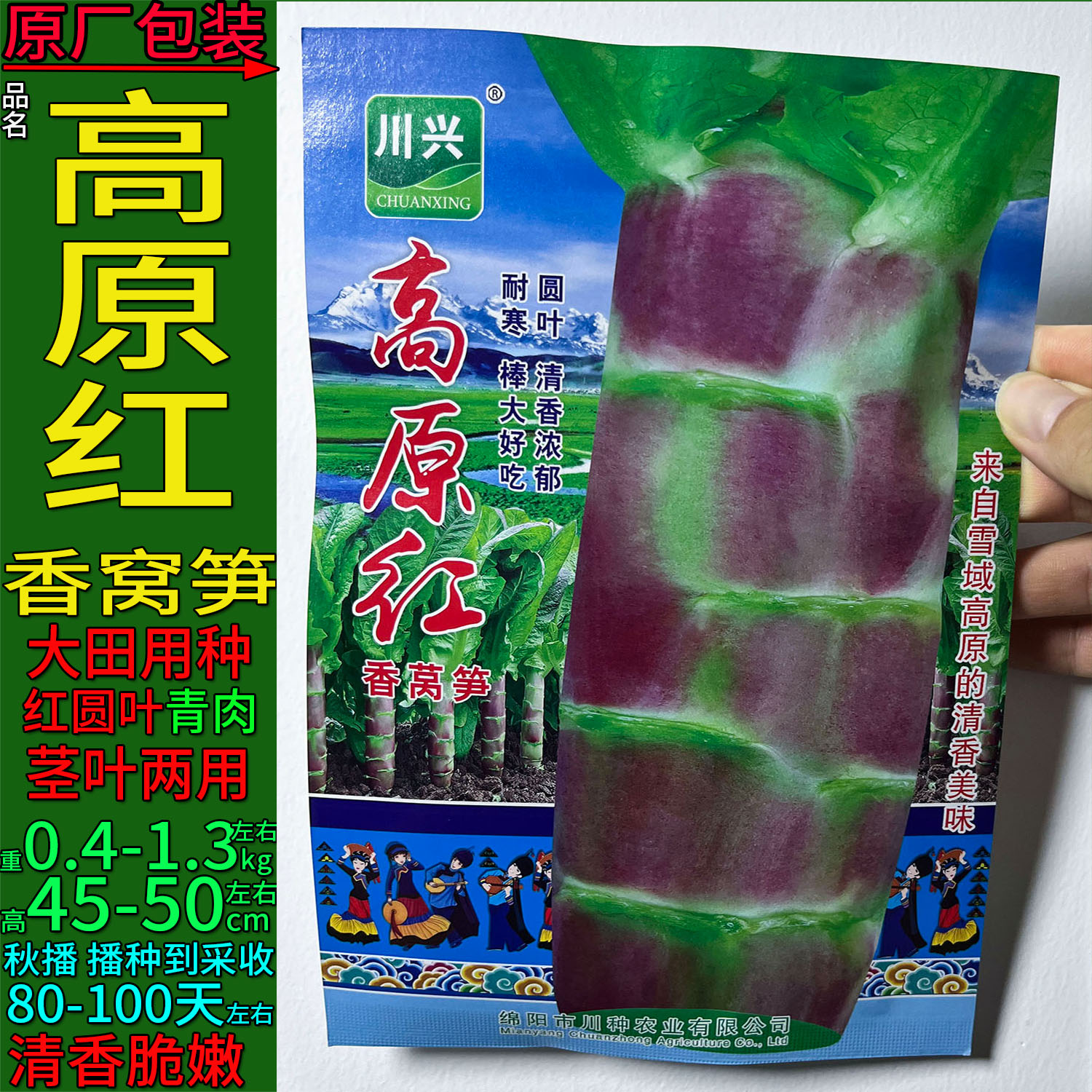 高原红圆叶香莴笋种子耐寒绿肉高