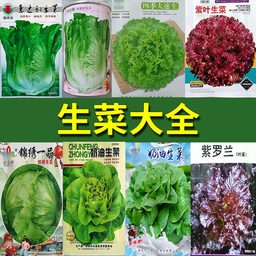 生菜种子玻璃意结球奶油紫叶大速