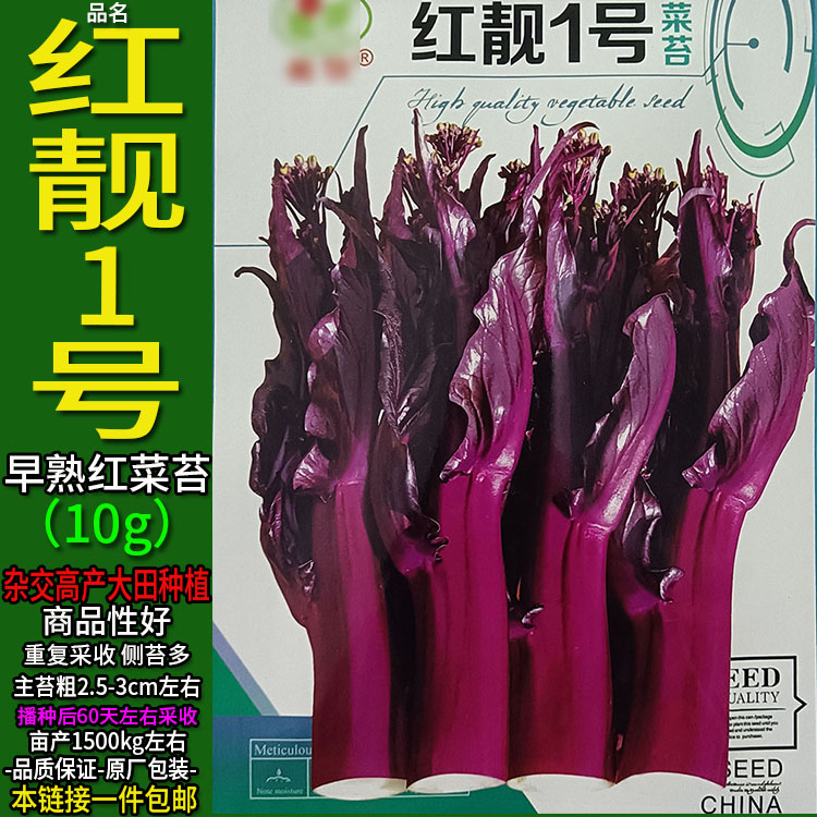 红靓1号10g红菜苔种子孑籽杂交高产粗红油菜薹心芯头重复采收蔬菜