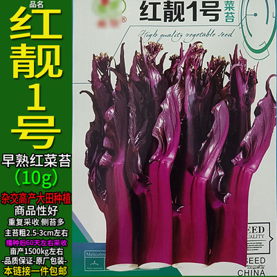 红靓1号10g红菜苔种子孑籽高产粗