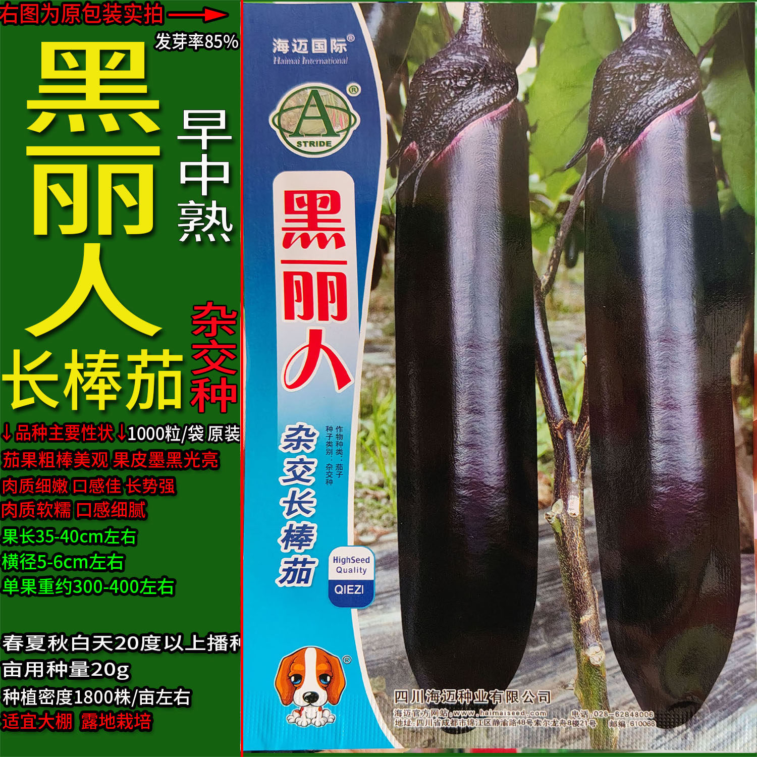 黑丽茄子蔬菜种子黑亮色杂交高产