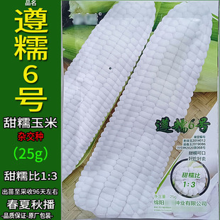 遵糯6号25g白色又甜又糯玉米杂粮种子孑籽高产别名包谷苞米芦杂交