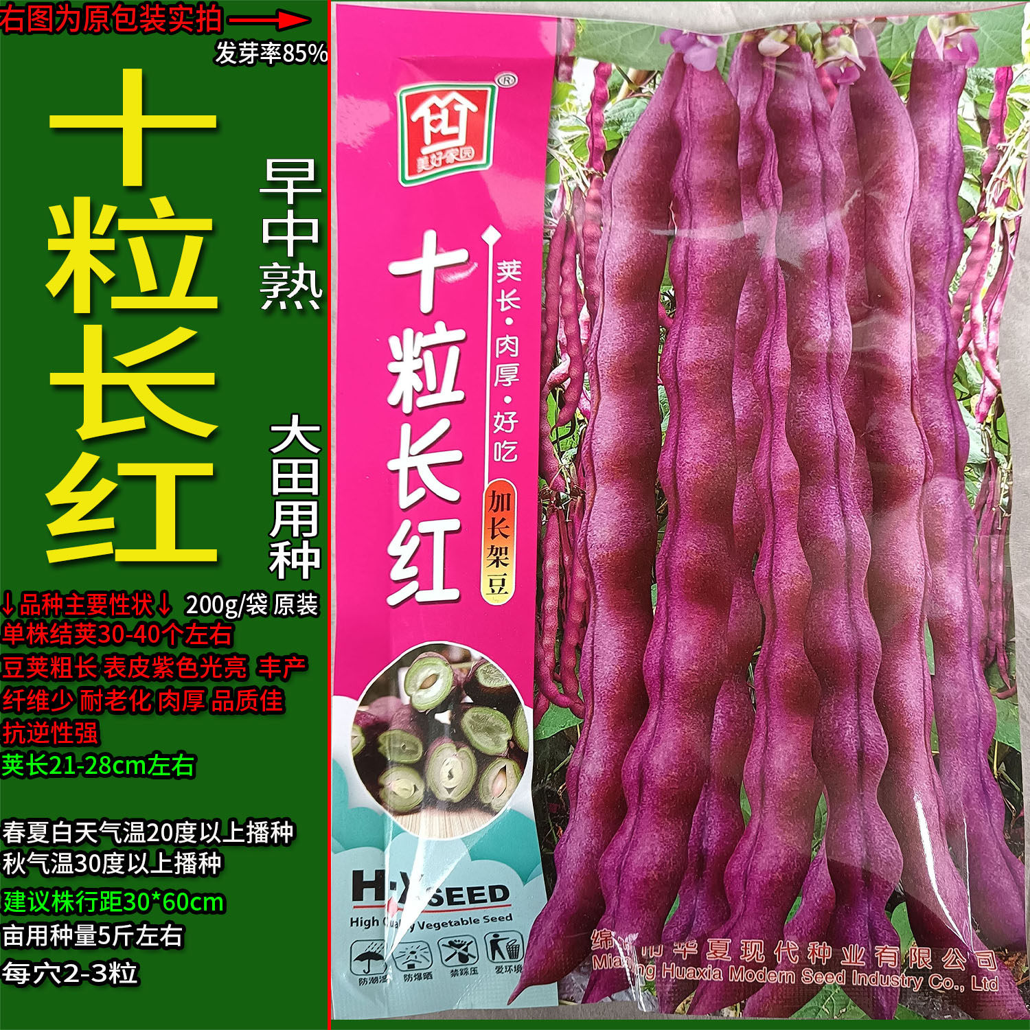 十粒长红200g紫色无筋四季豆蔬菜种子孑籽架豆芸豆刀豆芸扁豆菜豆