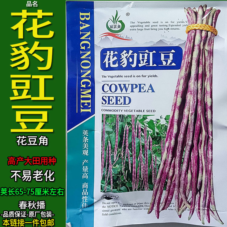 花豹豇豆花色豆角豆大田高产种子