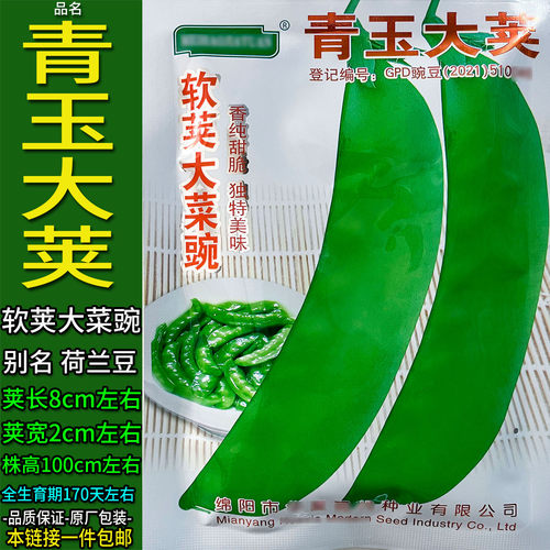 青玉大荚40g软荚大菜豌豌豆荚别名荷兰豆种子孑籽青豌豆米麦寒雪