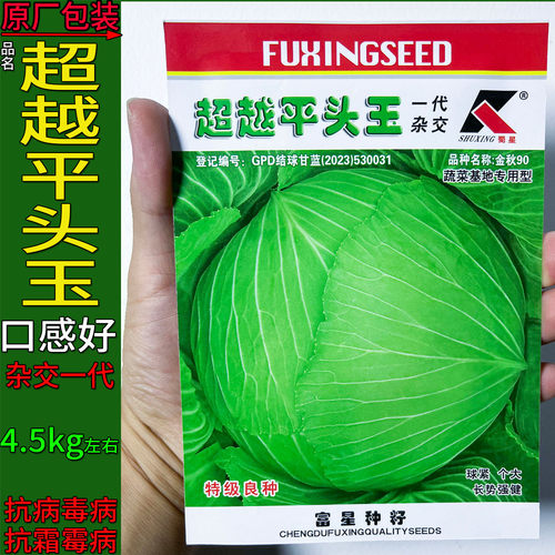 超越平头玉甘蓝莲花白种子杂交