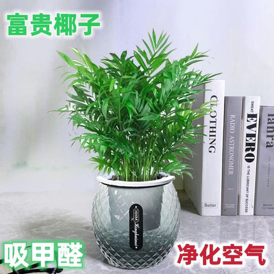 富贵椰子水培好养室内办公室