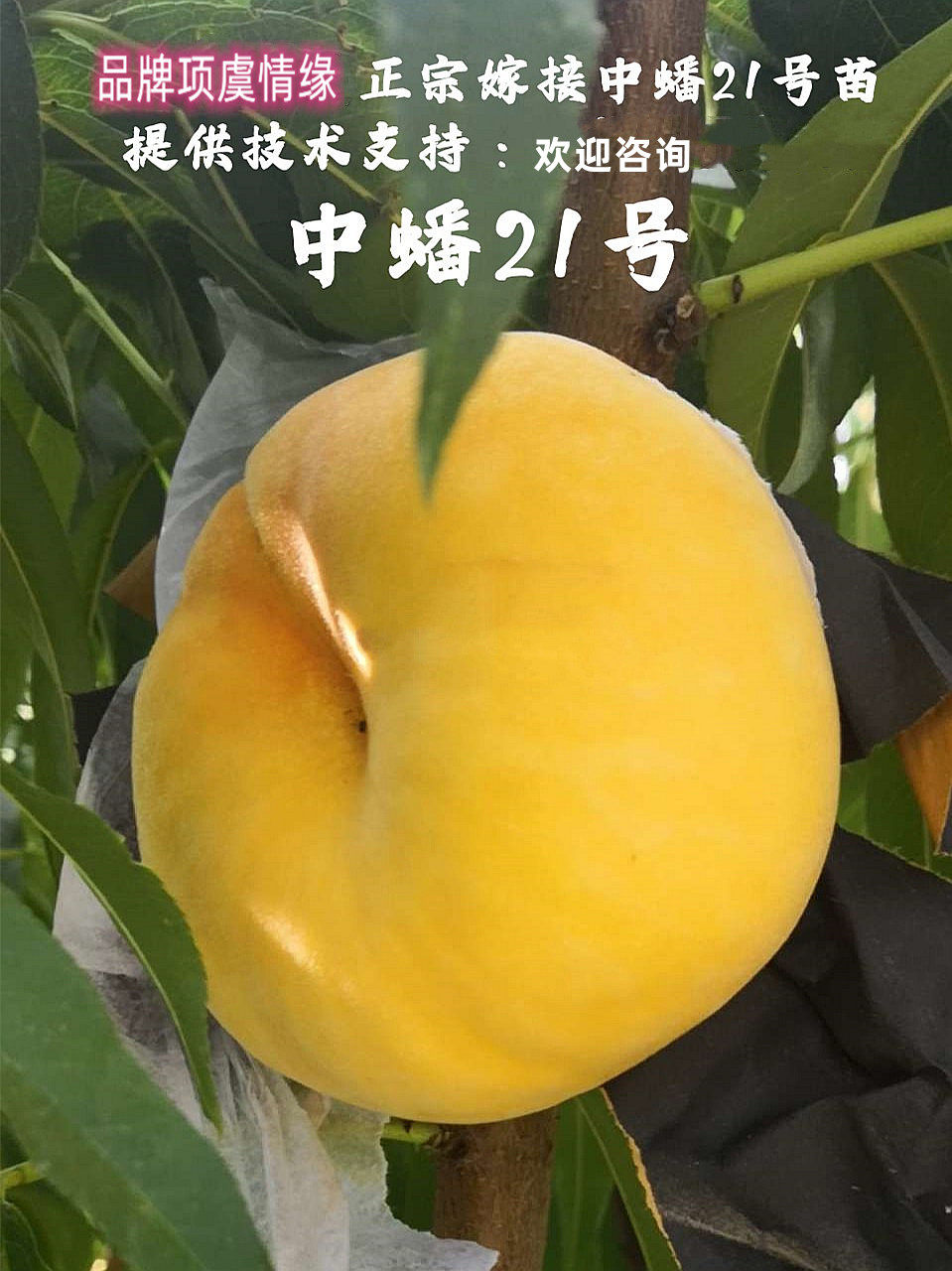 晚熟离核脆甜黄金8月成熟蟠桃树苗嫁接中蟠21号蟠桃苗南北方种植