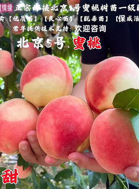 离核5号桃树果苗嫁接北京五号水蜜桃树苗甜离核桃苗南方北方种植