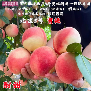离核5号桃树果苗嫁接北京五号水蜜桃树苗甜离核桃苗南方北方种植